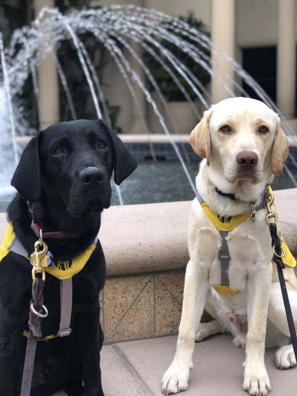 /Images/uploads/International Guiding Eyes Inc/gdapawsitivitycalendar/entries/20787thumb.jpg